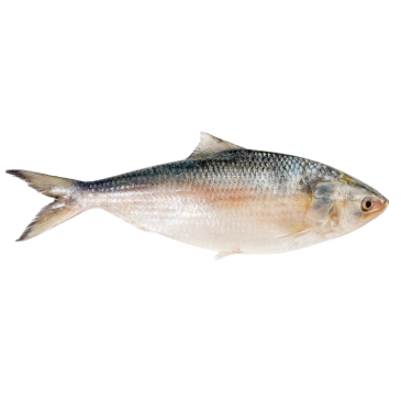 Hilsa Fish (Ilish)– Ilish Mach- Hilsa Fisch